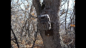 Integration of all trap cameras images through image processing and management platforms for real-time analysis and results